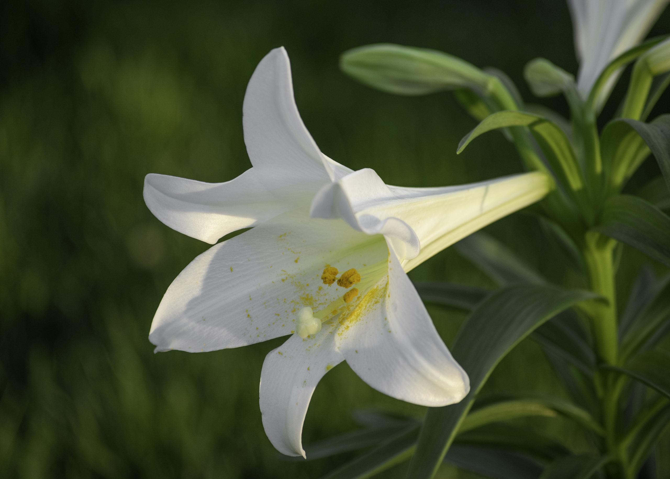 lily_22094bc